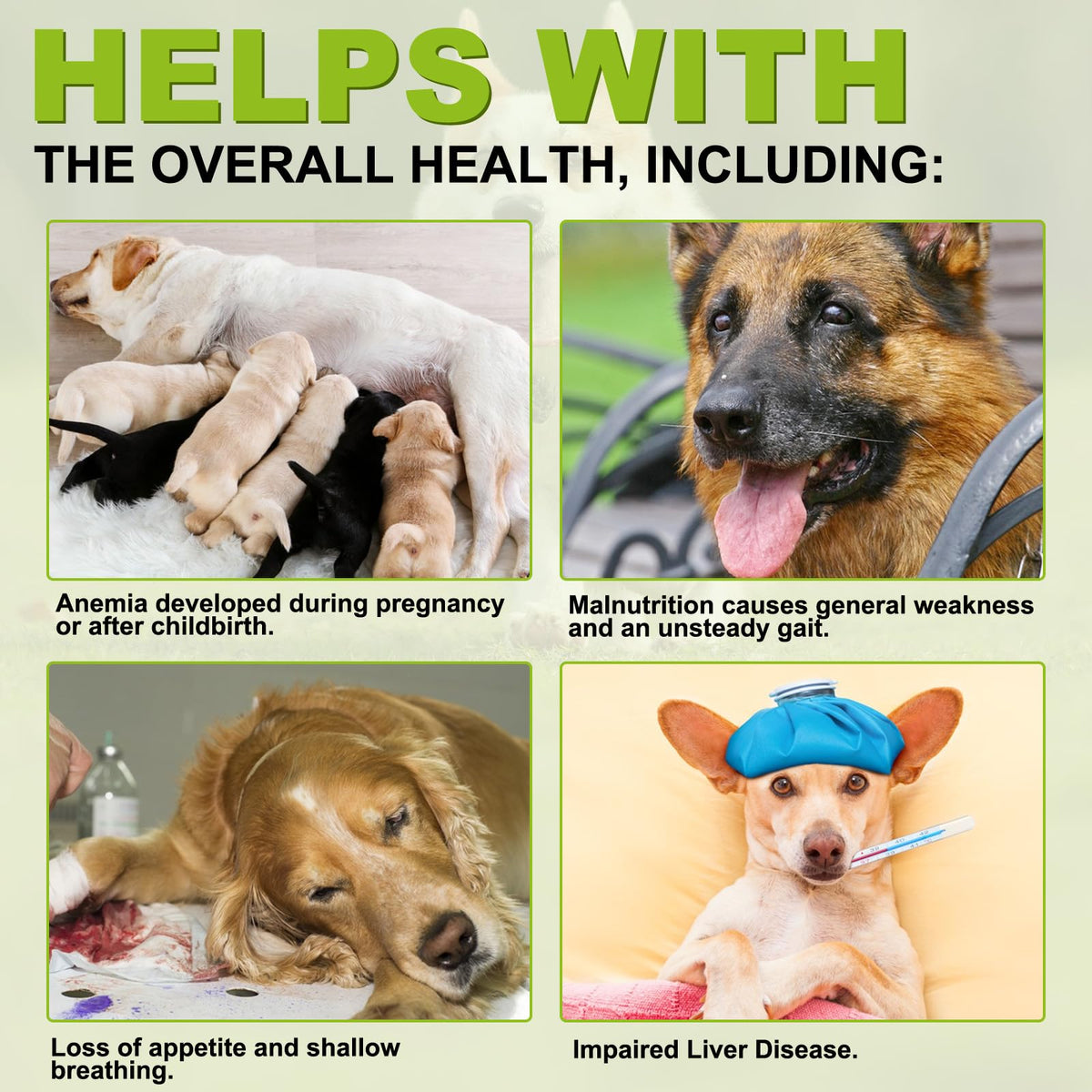 180 Chewable Milk Thistle Tablets for Dogs K964202