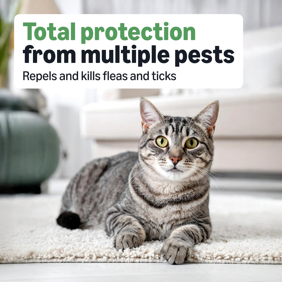Flea and Tick Topical Treatment for Cats 6 Count L65662
